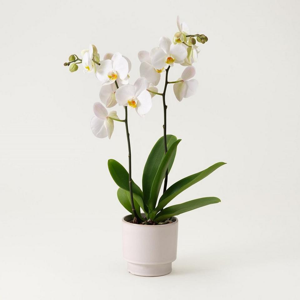 White Phalaenopsis Orchid