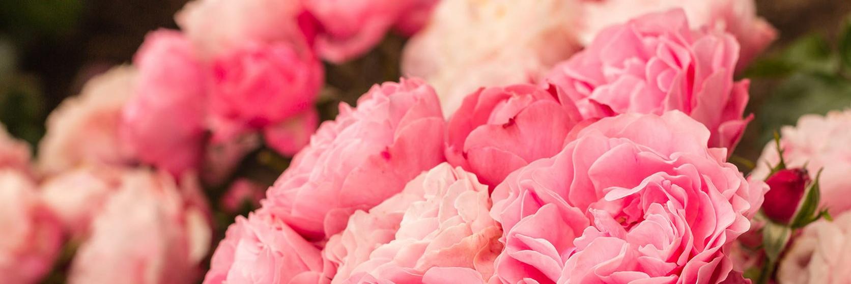 201809_about_roses_3