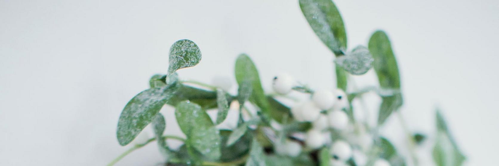 201910_mistletoe_meaning