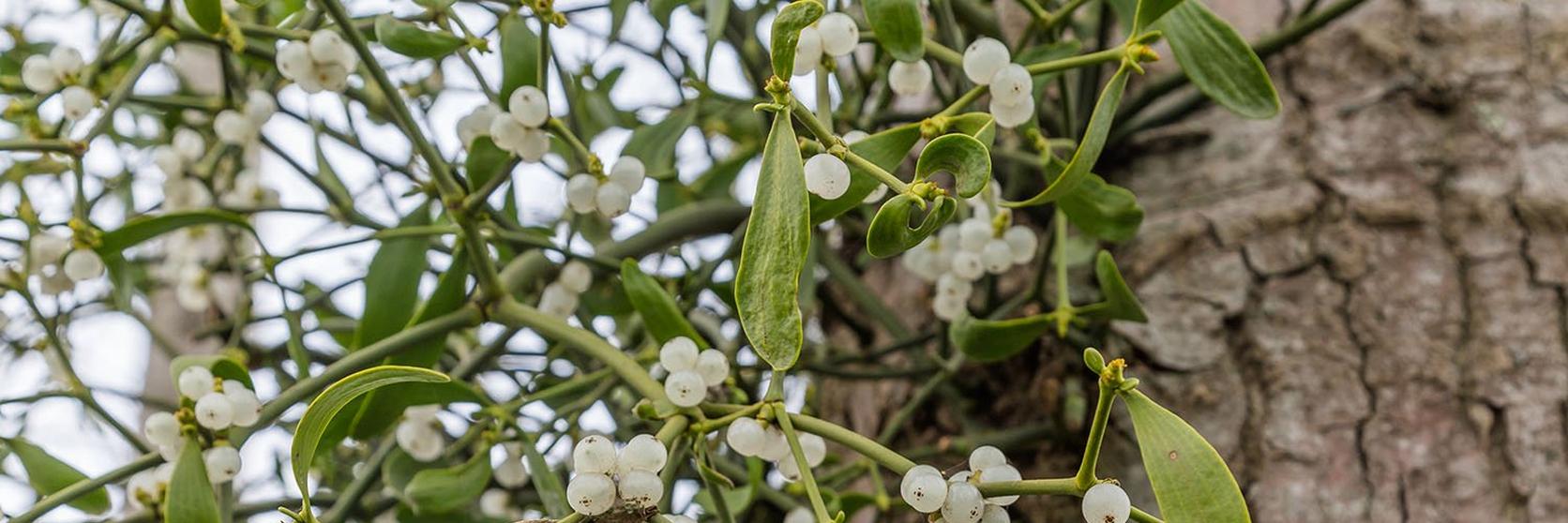 201910_mistletoe_tree
