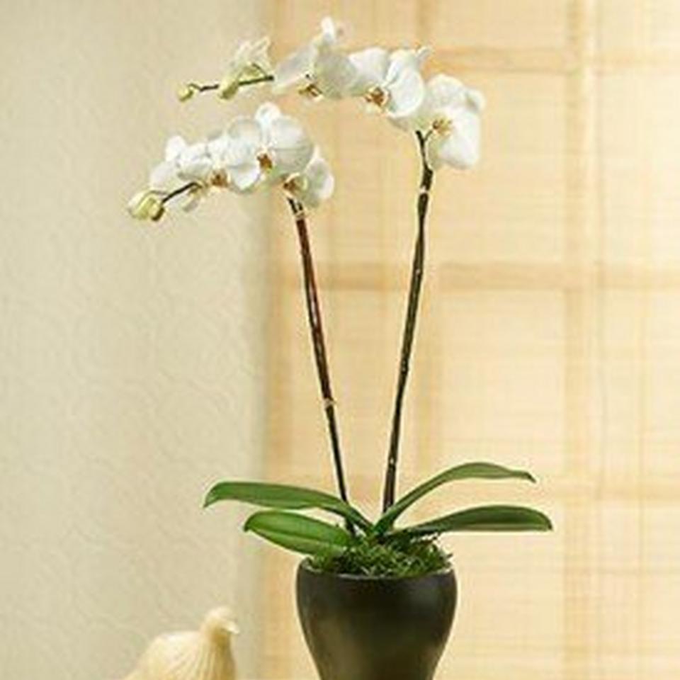 Phalaenopsis Orchid