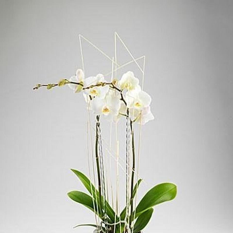Orchid