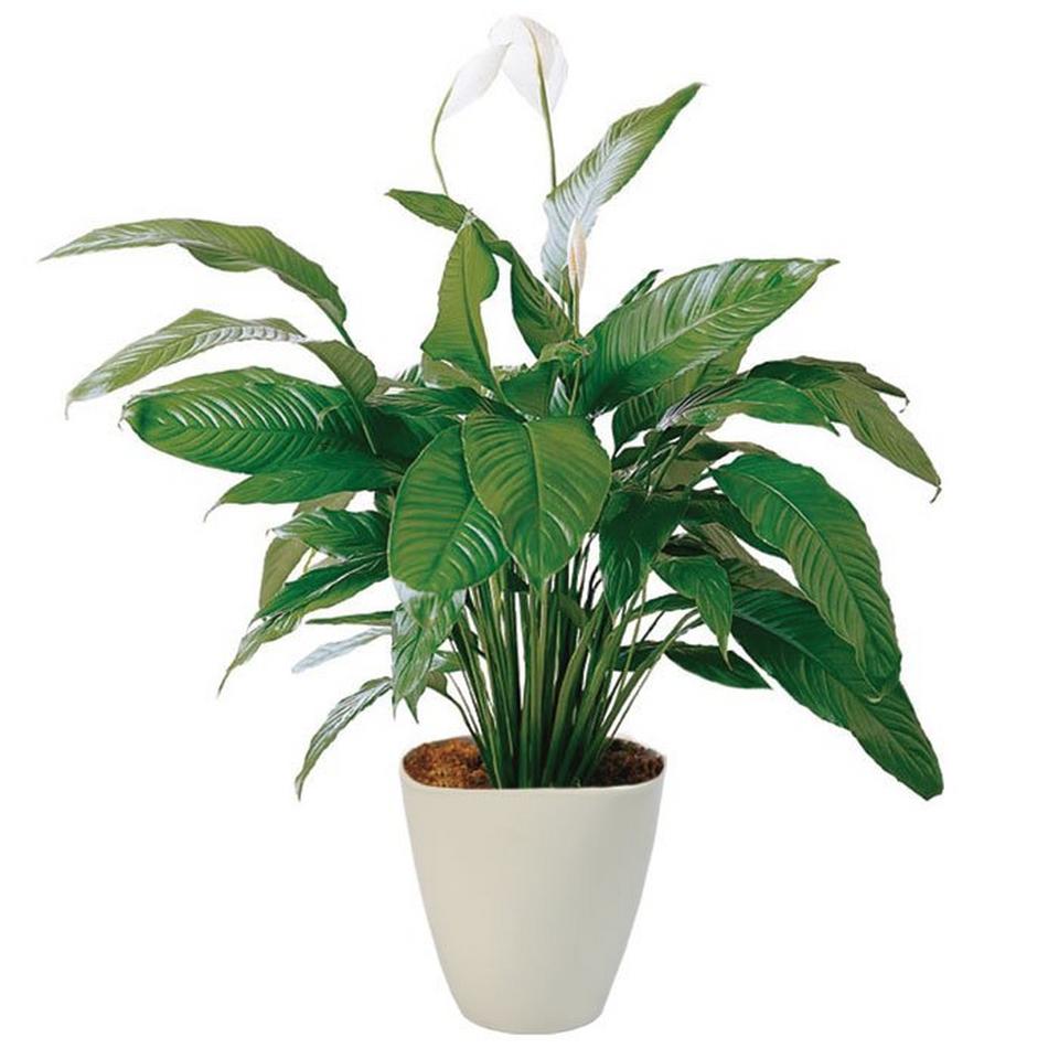 Image 1 of 1 of Spathiphyllum in pot