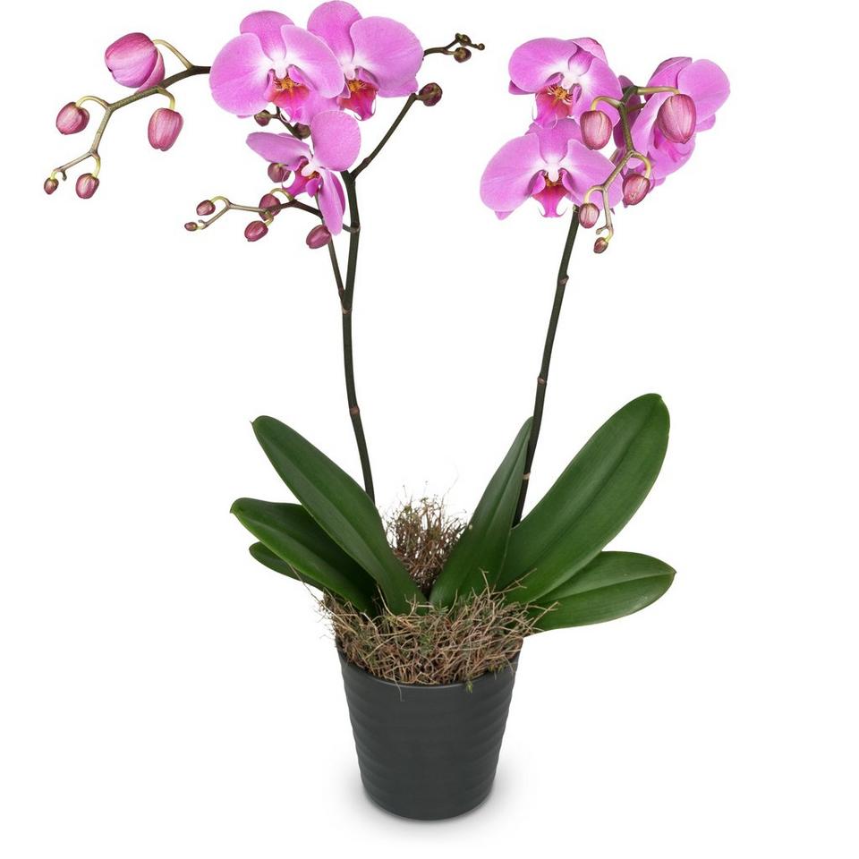 Image 1 of 1 of Deep Pink Orchid