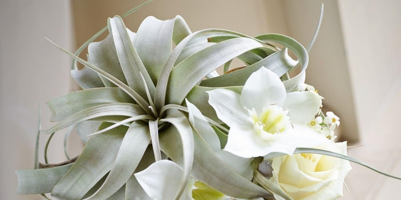 Add-a-subheading-24-lily-succulent