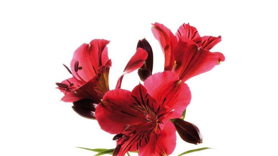 Alstroemeria-red-flowers