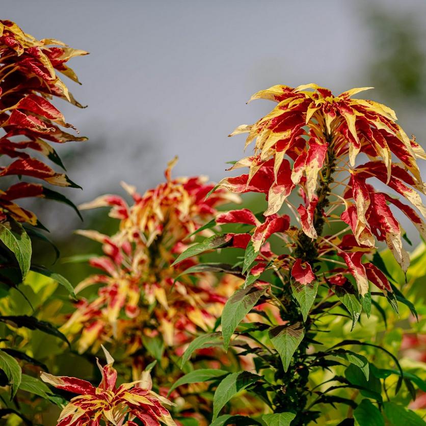 Amaranthus-Tricolor