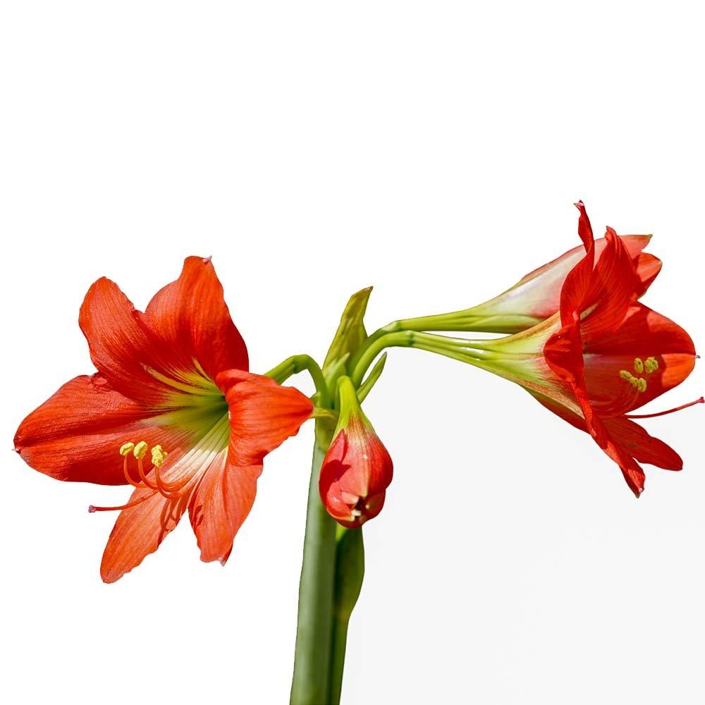 Amarylis-red-flowers