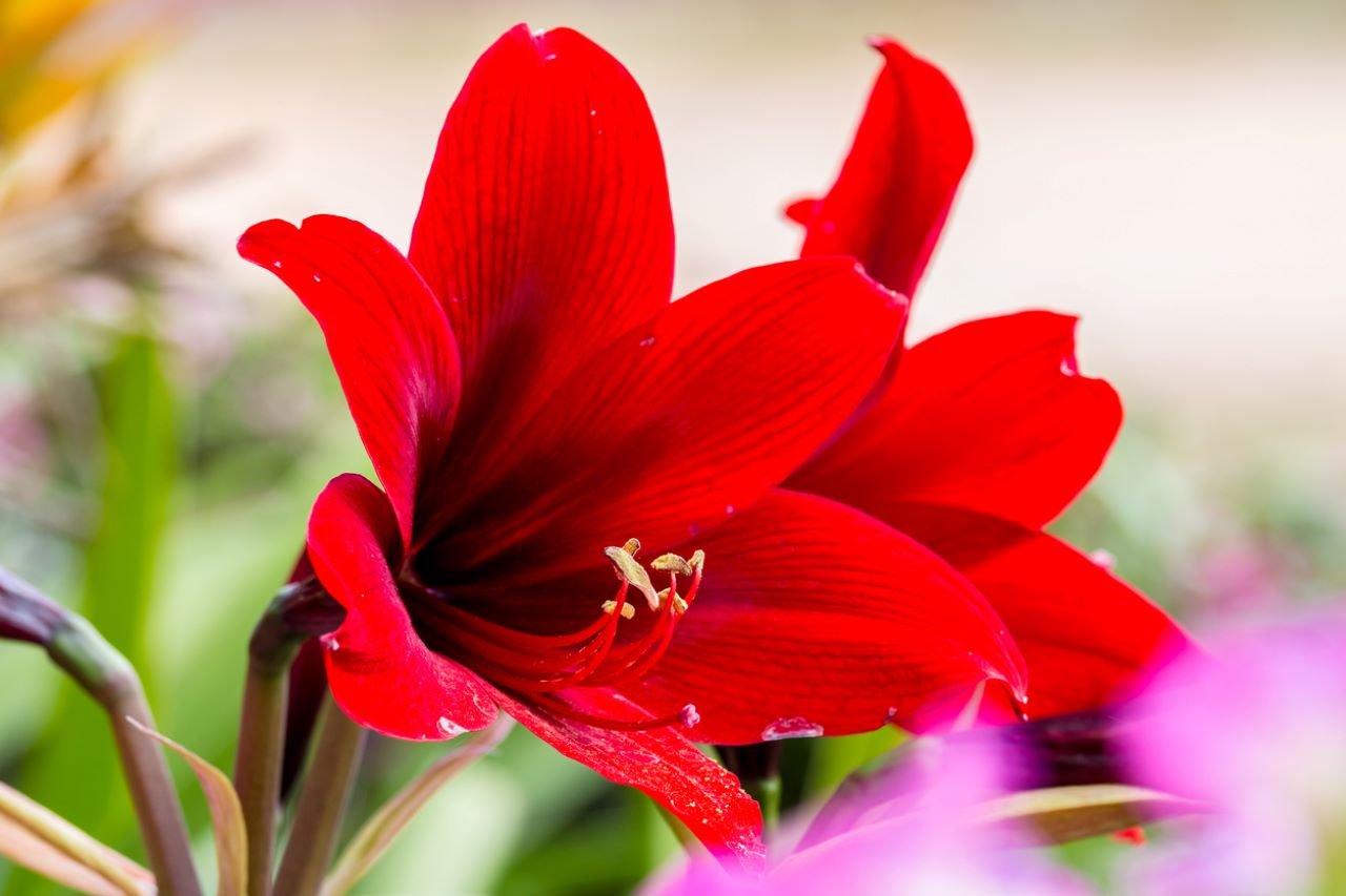 Amaryllis