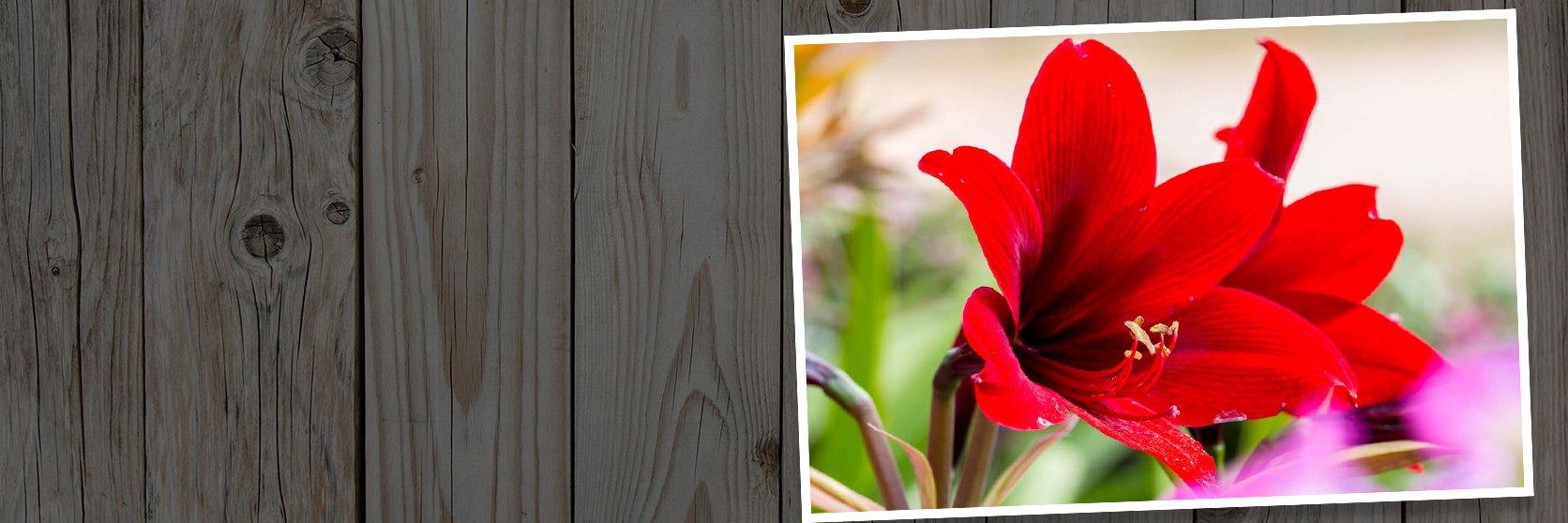 Amaryllis-red-flower
