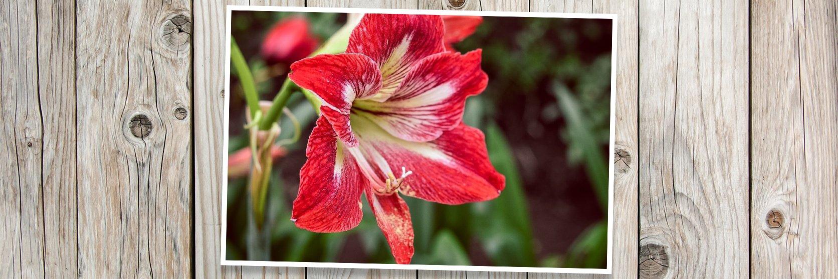Amaryllis-red-white-flower
