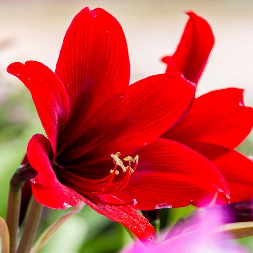 Amaryllis-red-winter-flower