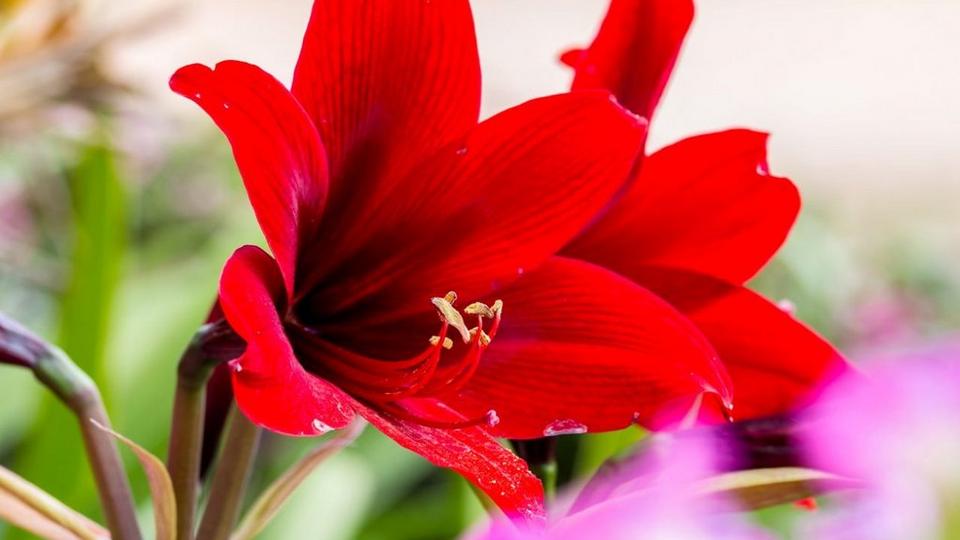 Amaryllis
