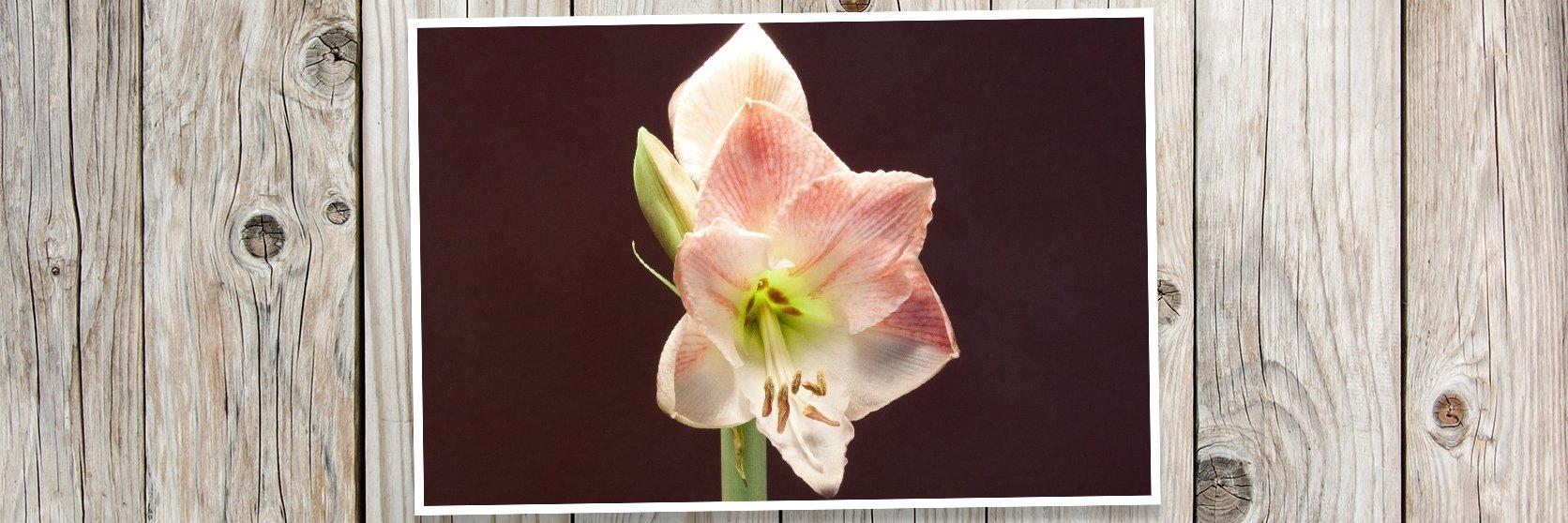 Amaryllis2-PLANK2