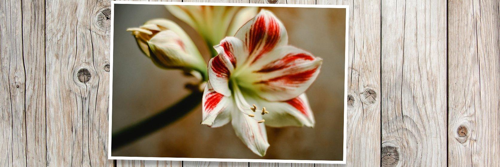Amaryllis4-PLANK