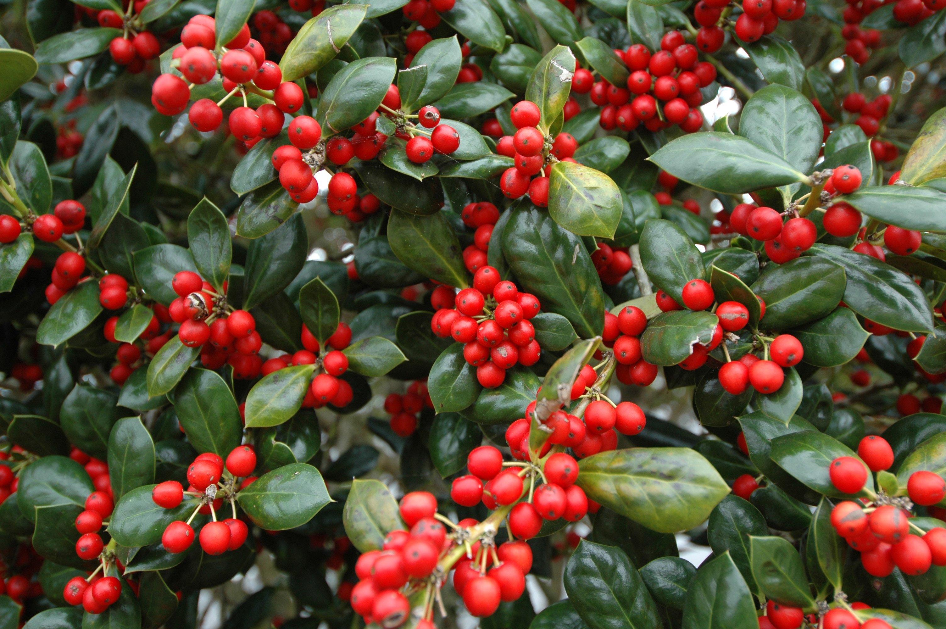 American_winterberry_Ilex_verticillata_bright_red_berries_with_bright_green_leaves