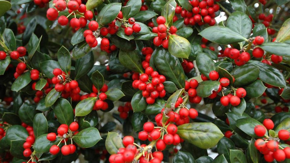 American_winterberry_Ilex_verticillata_bright_red_berries_with_bright_green_leaves