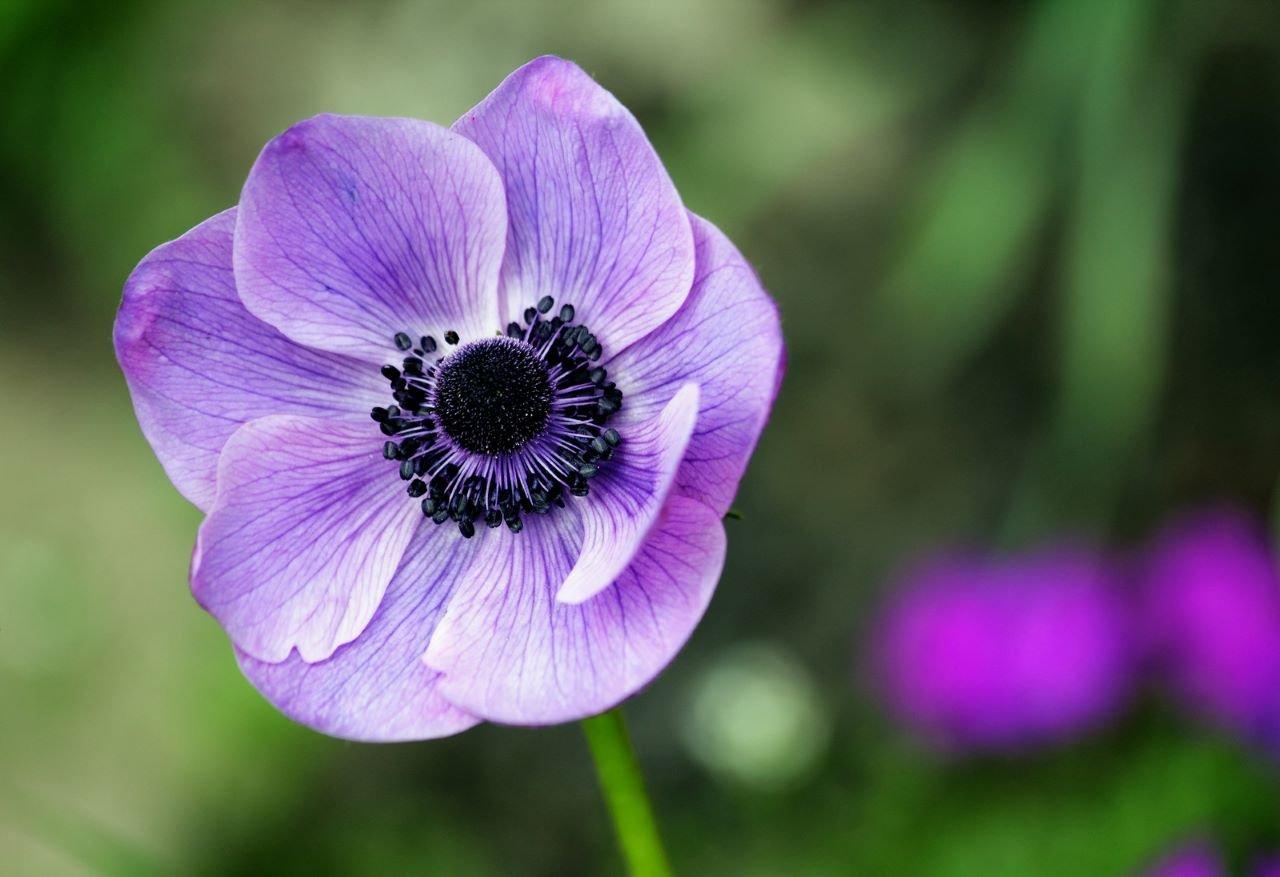 Anemone