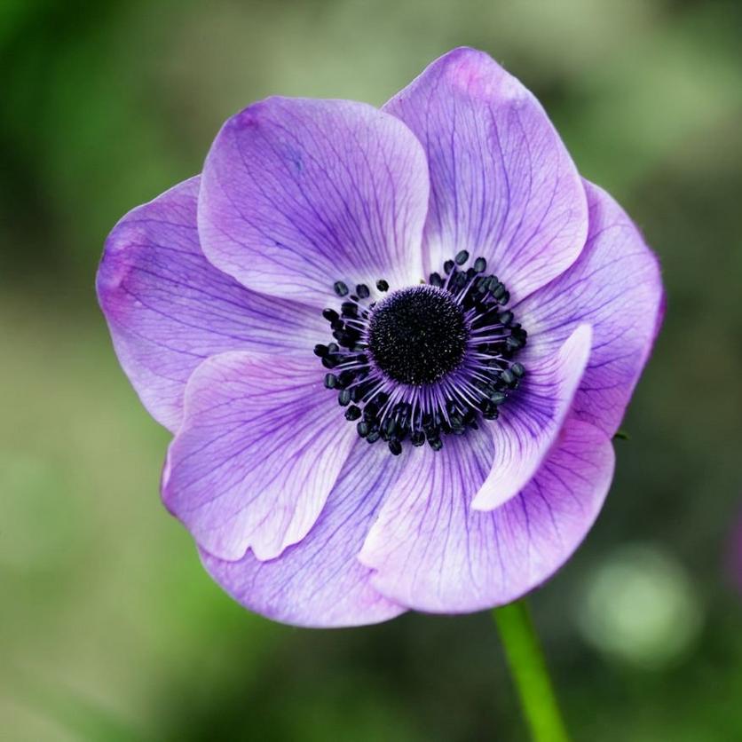 Anemone-purple-flower