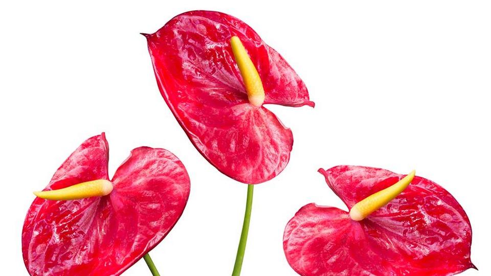 Anthurium