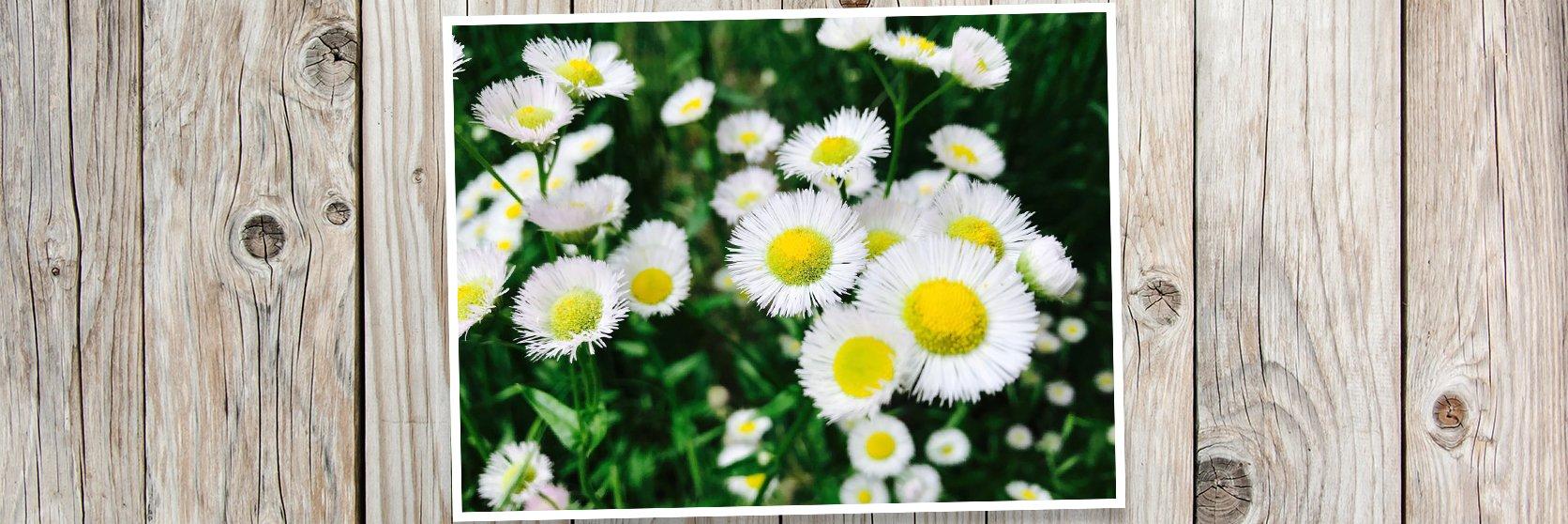 Asters-Canva-Flowers-banner