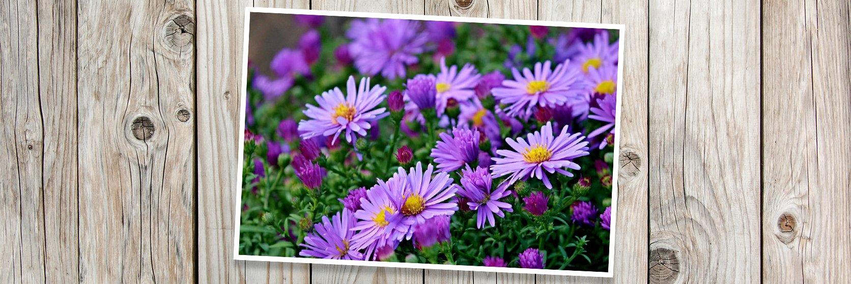 Asters-flowers-banner