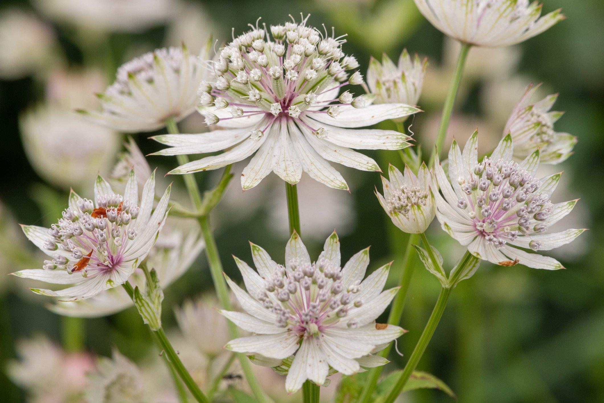 Astrantia-bavarica  