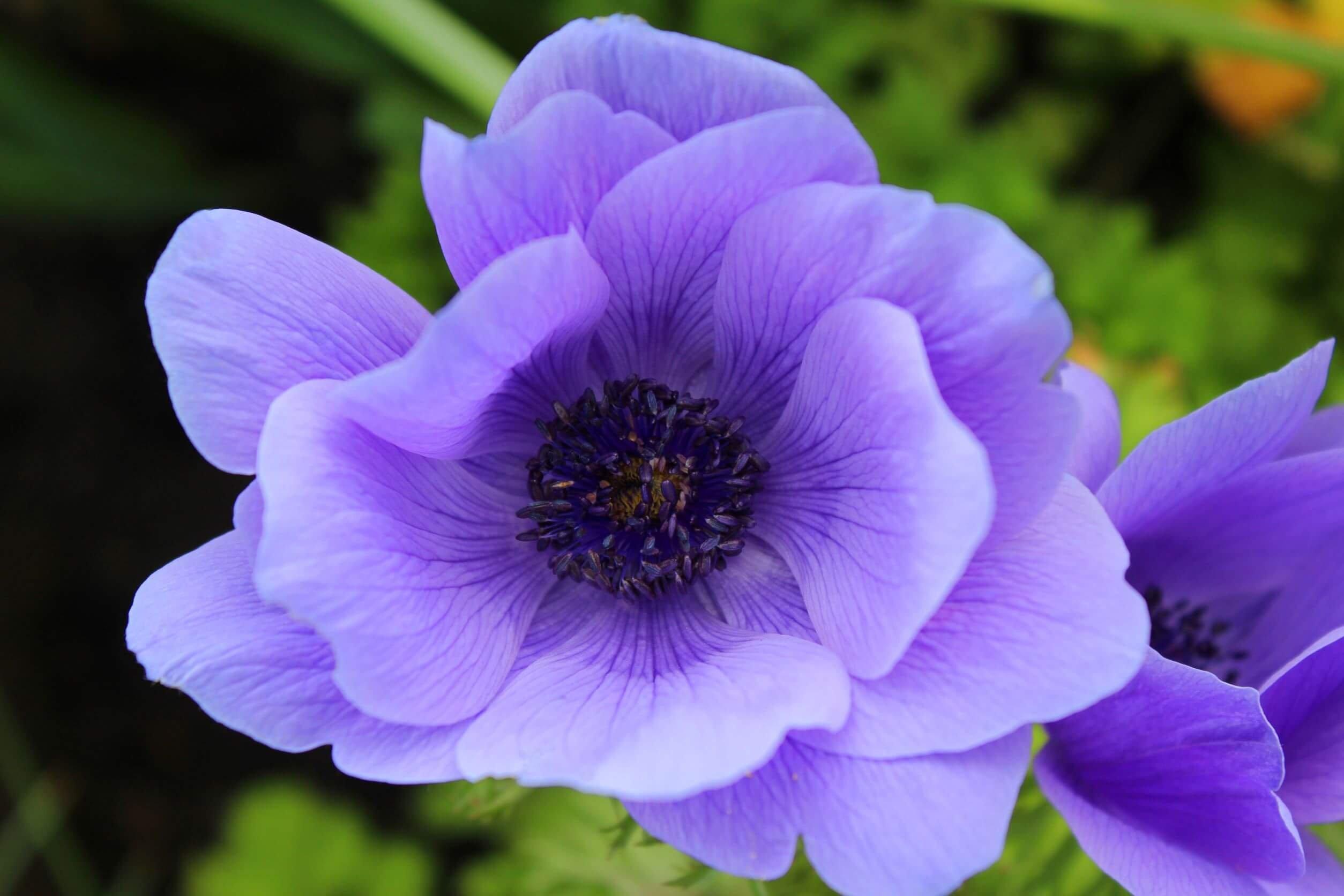 Balkan-anemone-purple-flower