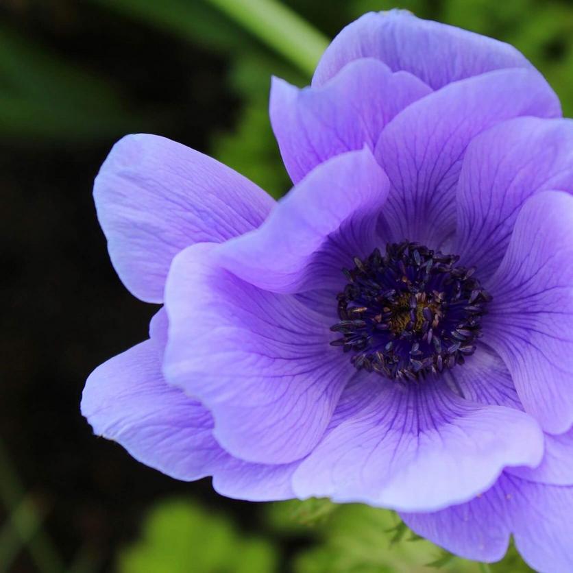 Balkan-anemone-purple-flower