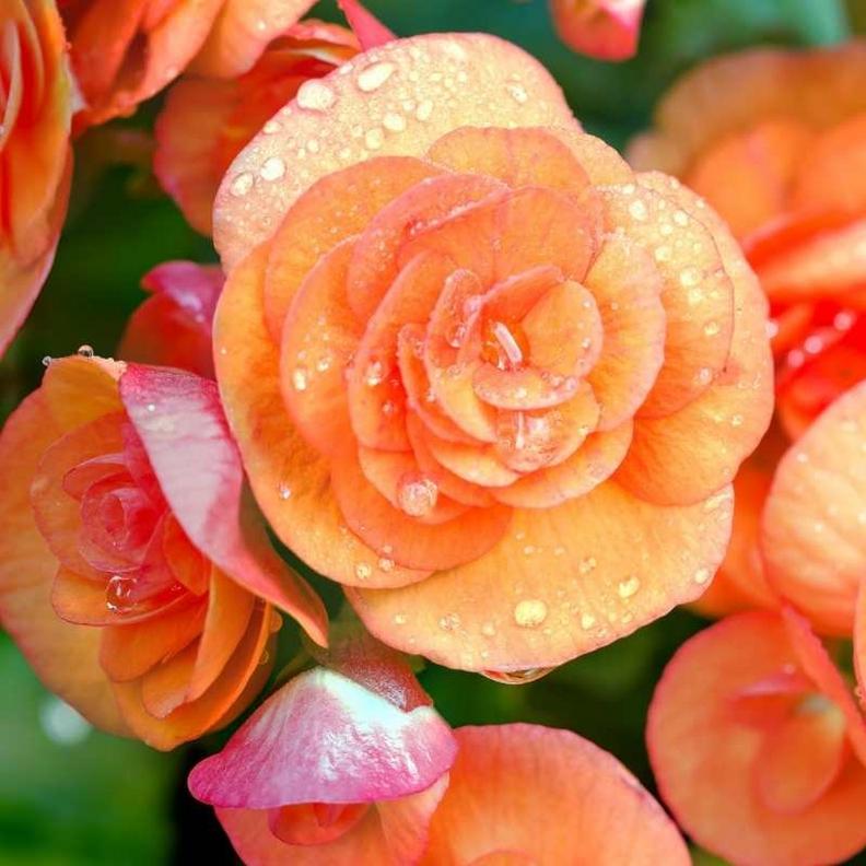 Begonia-orange-flowers