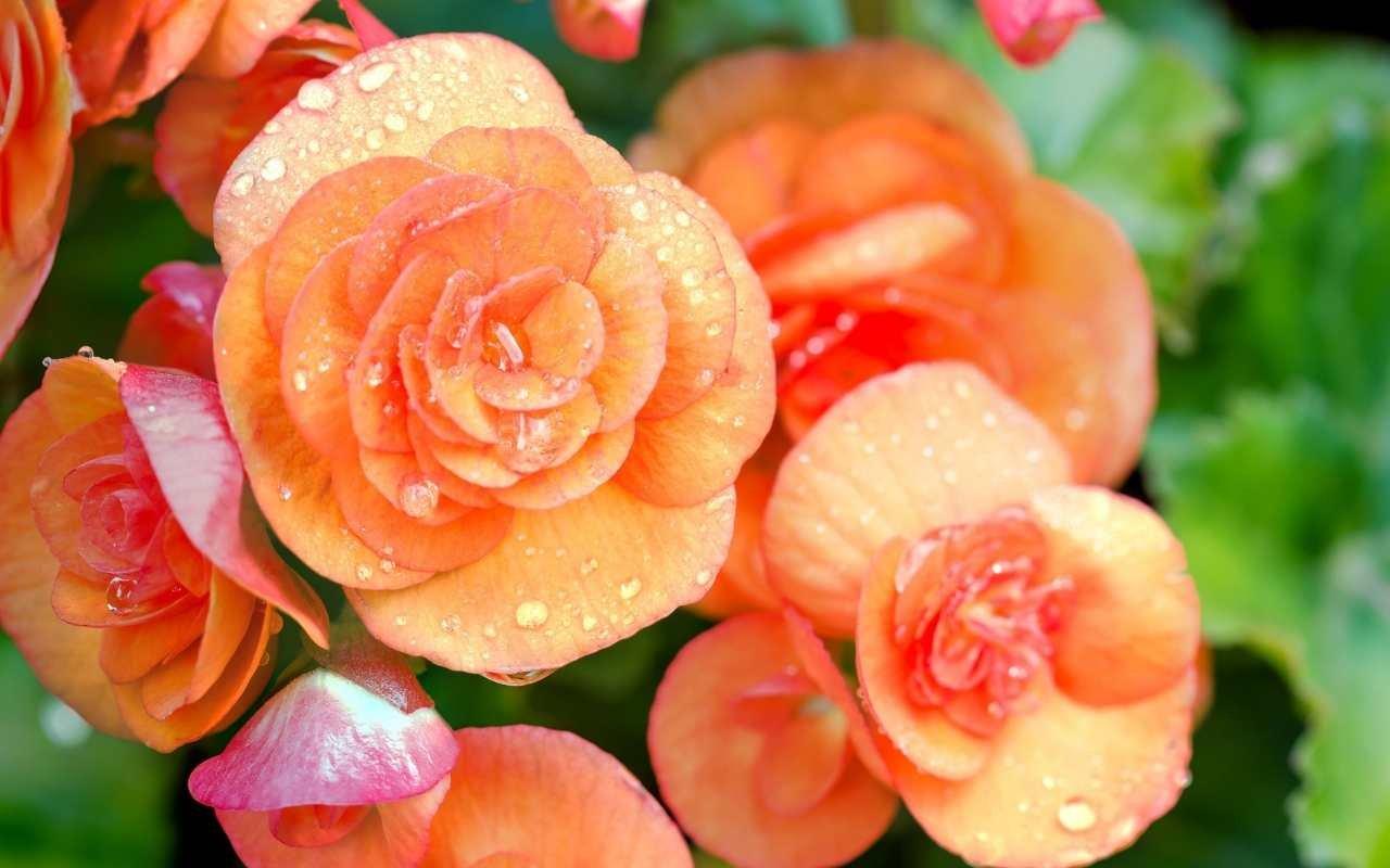 Begonia2
