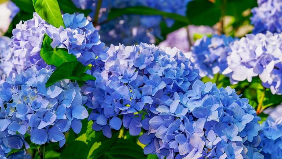 Blue Hydrangea Flowers
