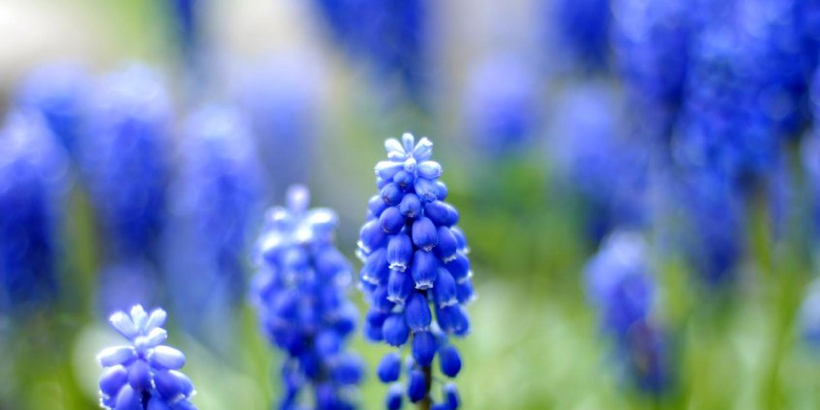 Blue-Hyacinth