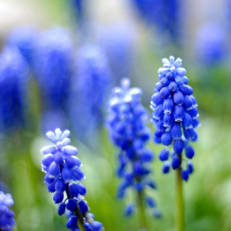 Blue-Hyacinths-flowers