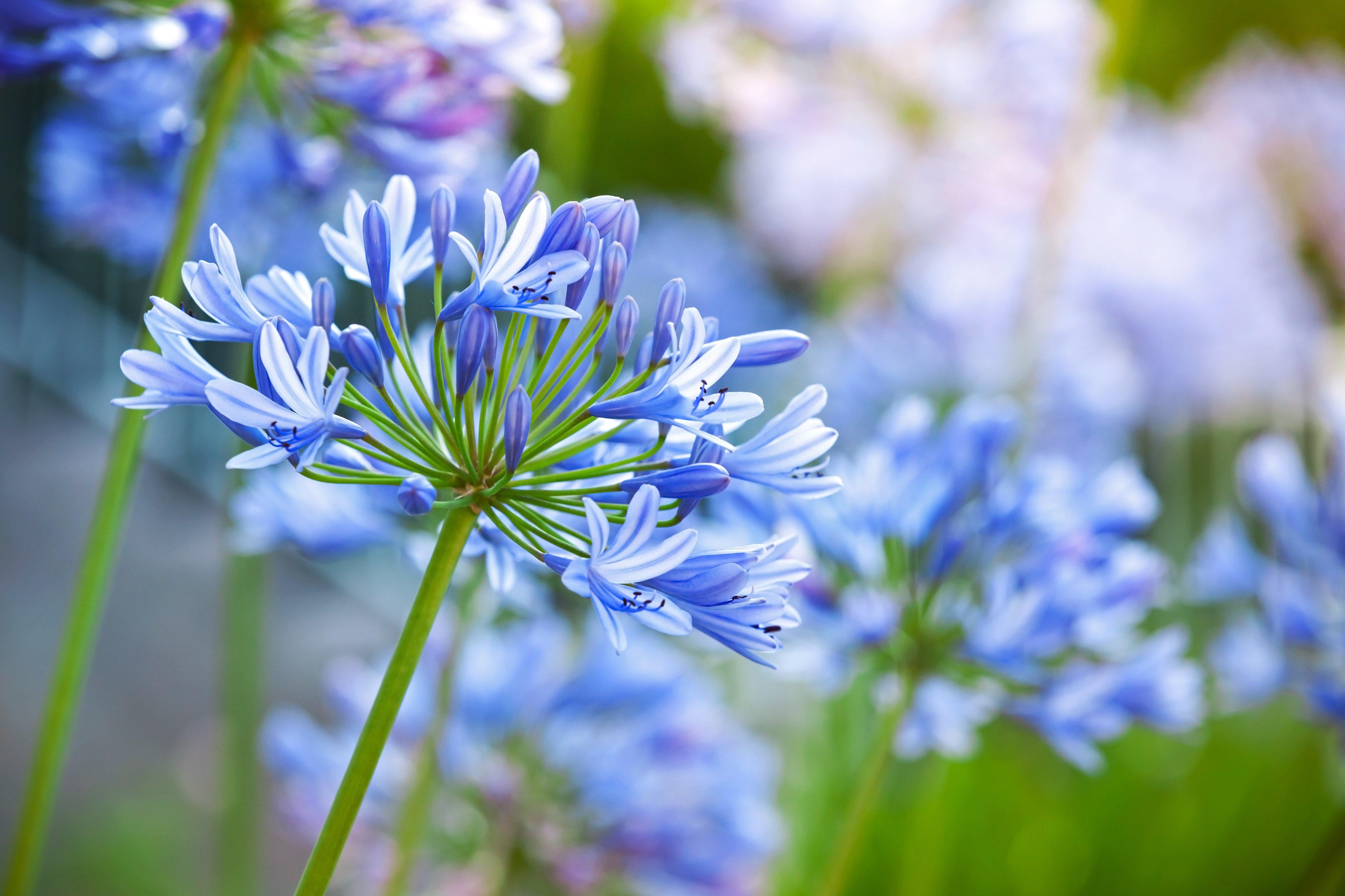 Blue-agapanthus-flower