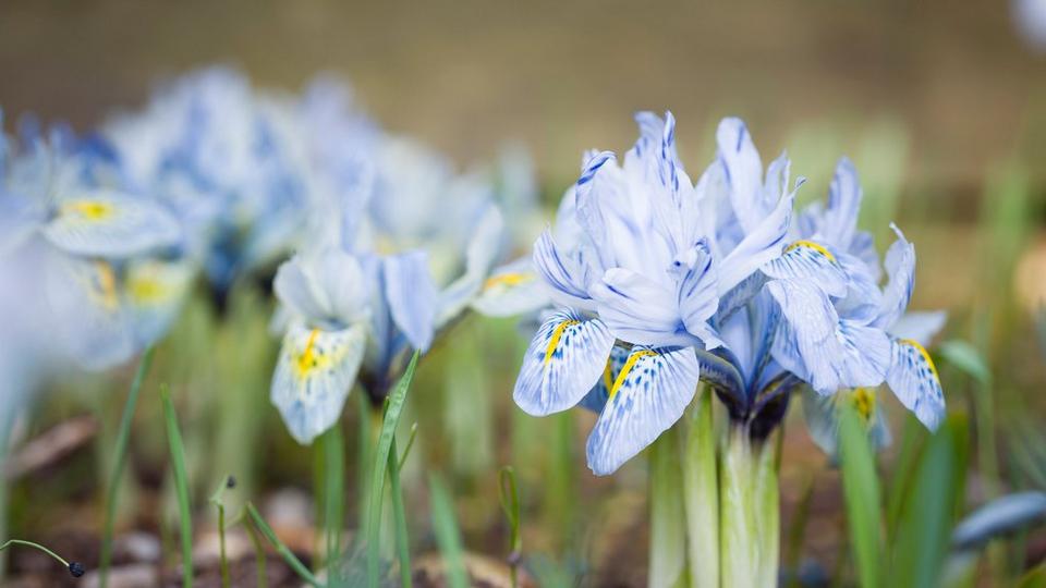Blue-dwarf-iris