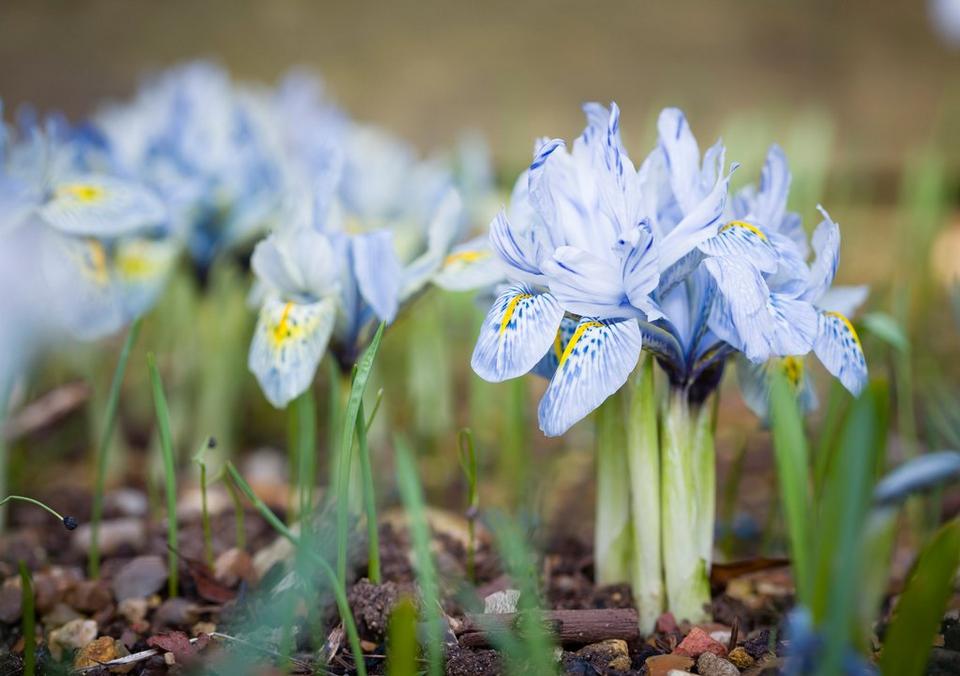 light blue flowers