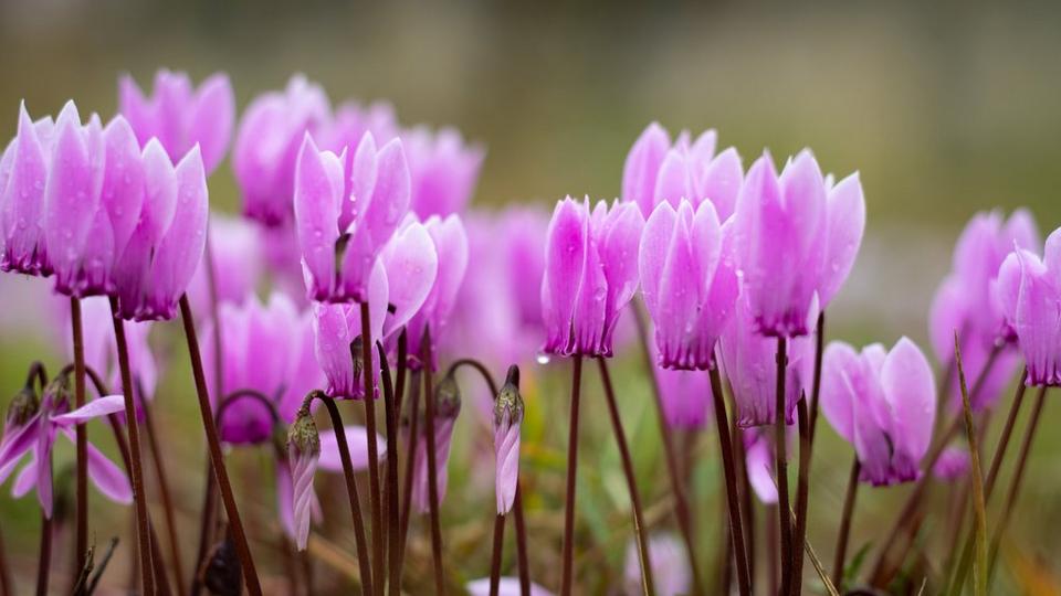 Bright_lilac_cyclamen_with_morning_dew