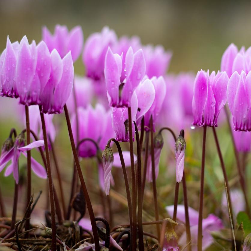 Bright_lilac_cyclamen_with_morning_dew