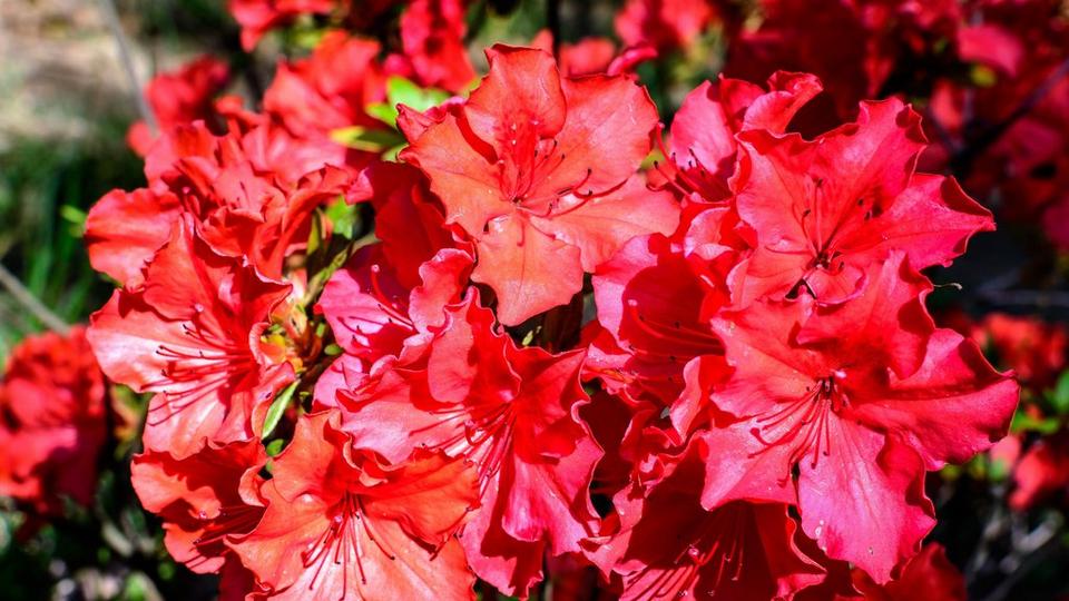 Bright_orange_and_pink_azalea_flowers_in_full_bloom