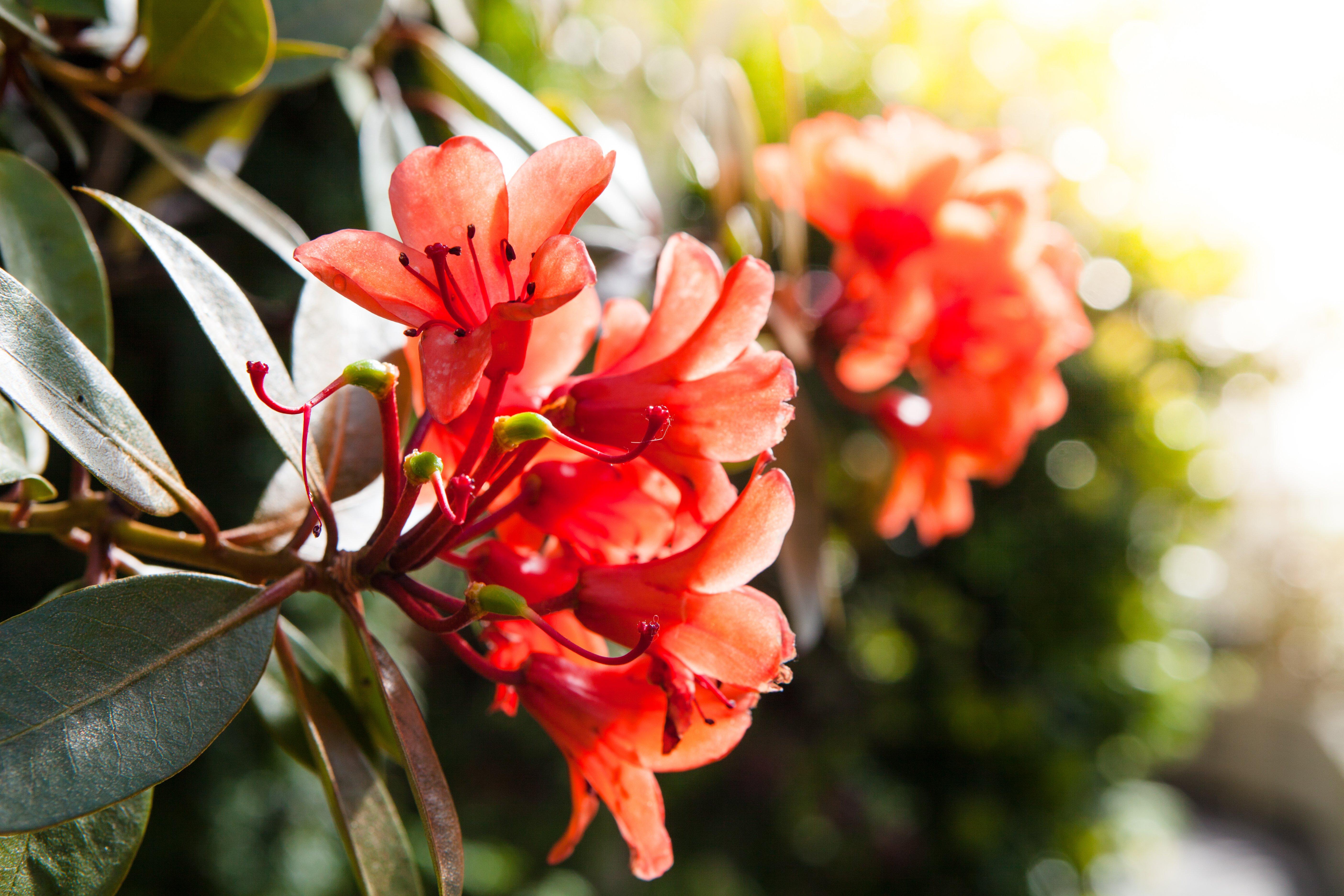 Bright_orange_azalea_in_full_bloom