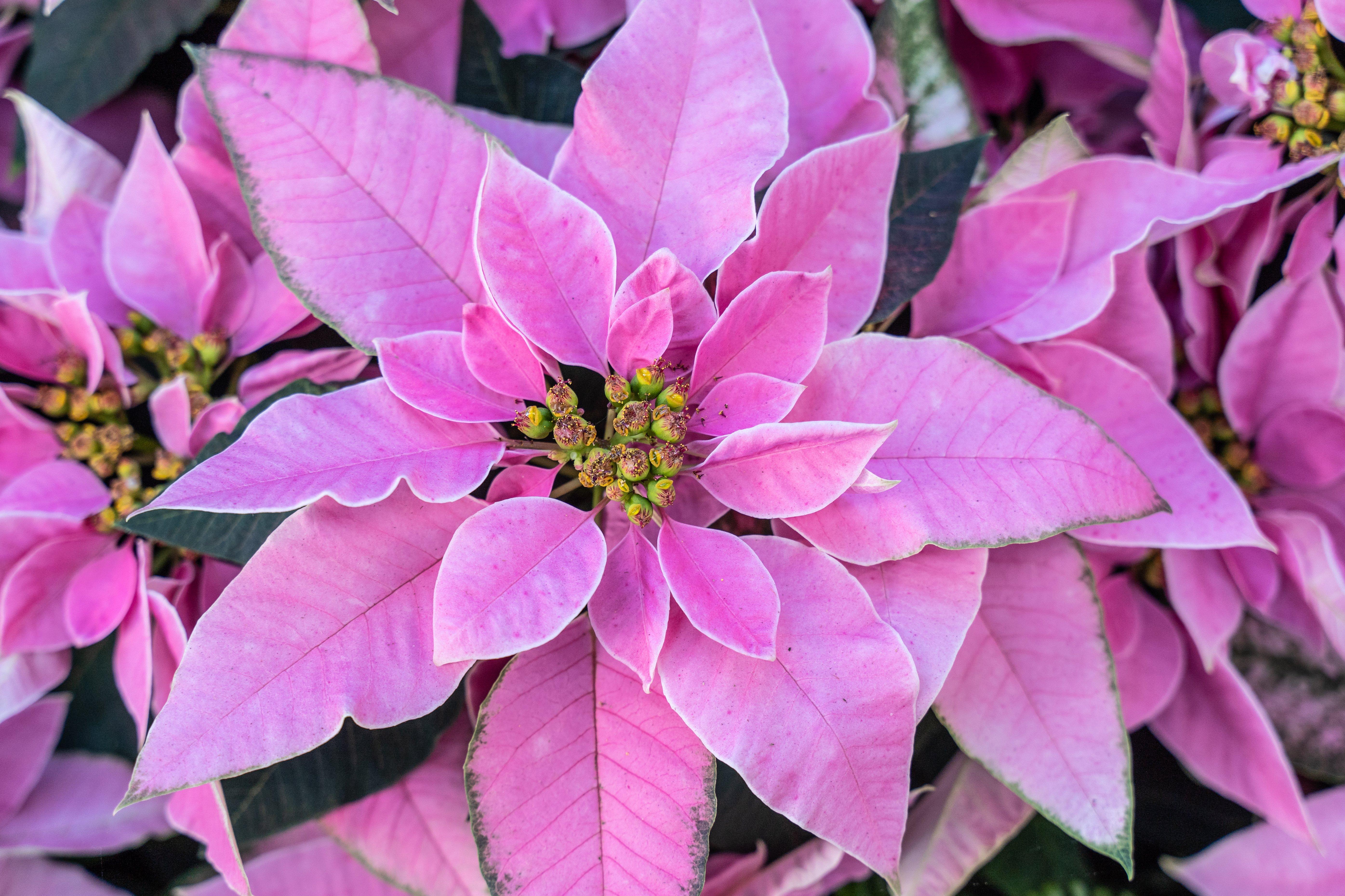 Bright_pink_poinsettia