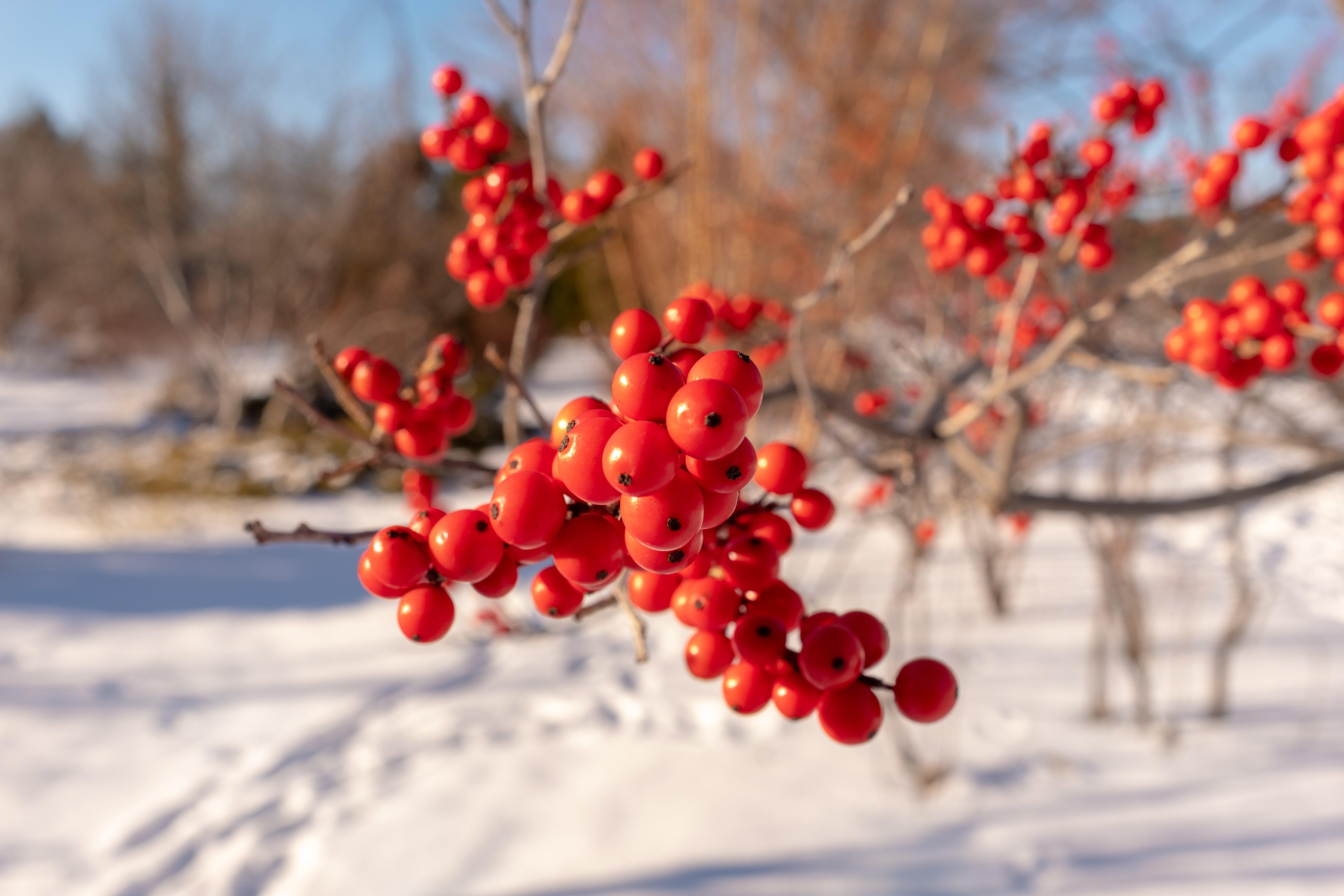 Bright_red_holly_berries_with_snowy_background