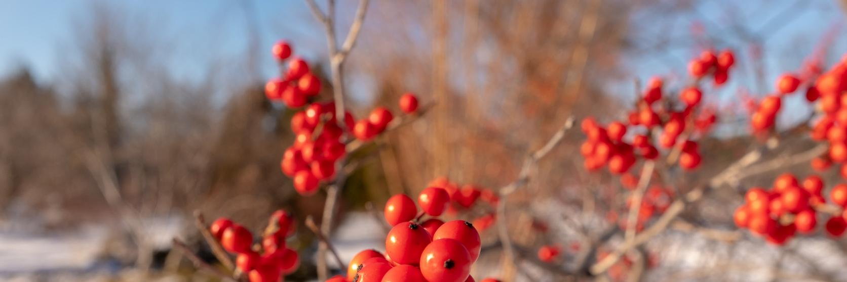 Bright_red_holly_berries_with_snowy_background