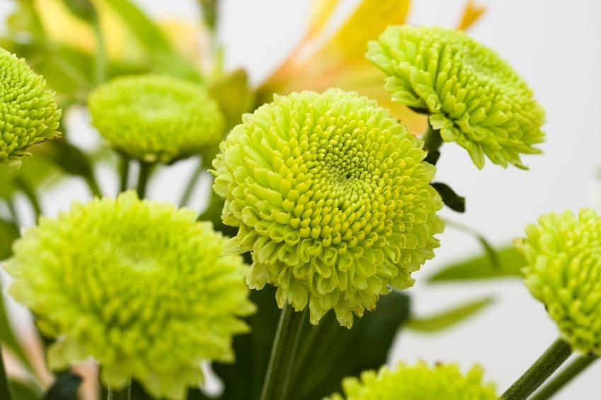 Button-Chrysanthemum