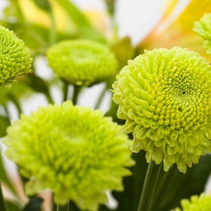 Button-Chrysanthemum