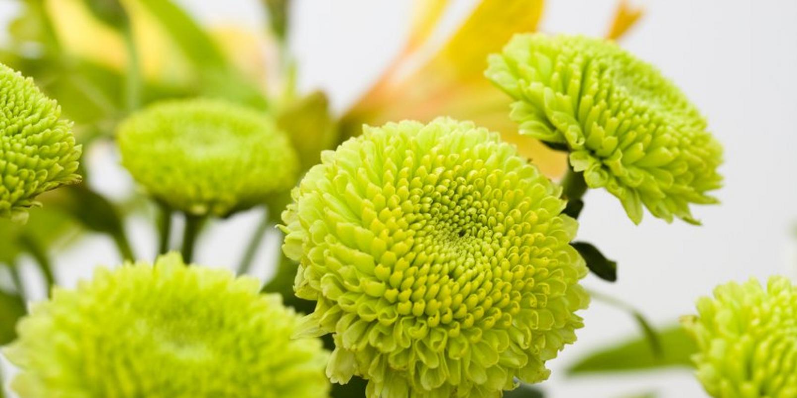 Button-Chrysanthemum