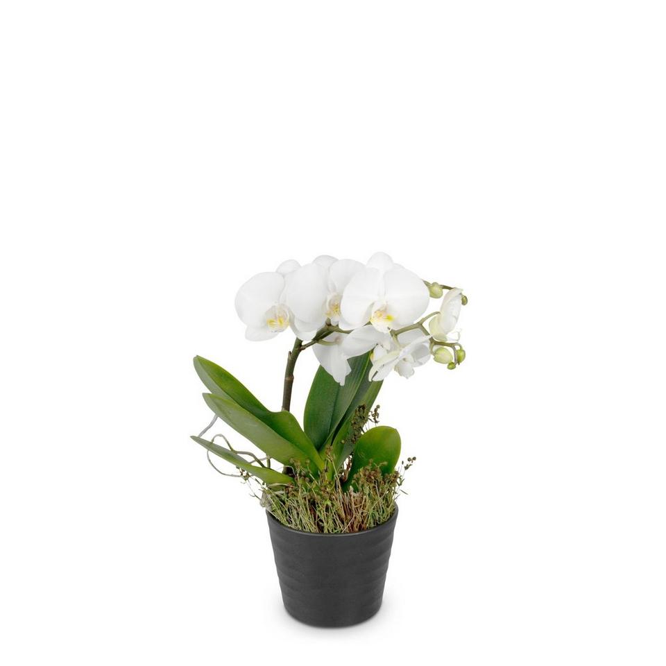 White Dream