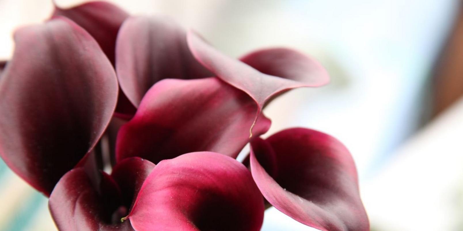 Calla-lillies