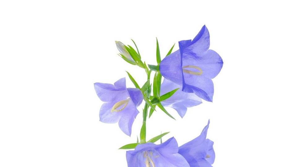 Campanula-blue-flower